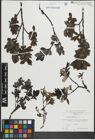 Foto von Salix hastata L.